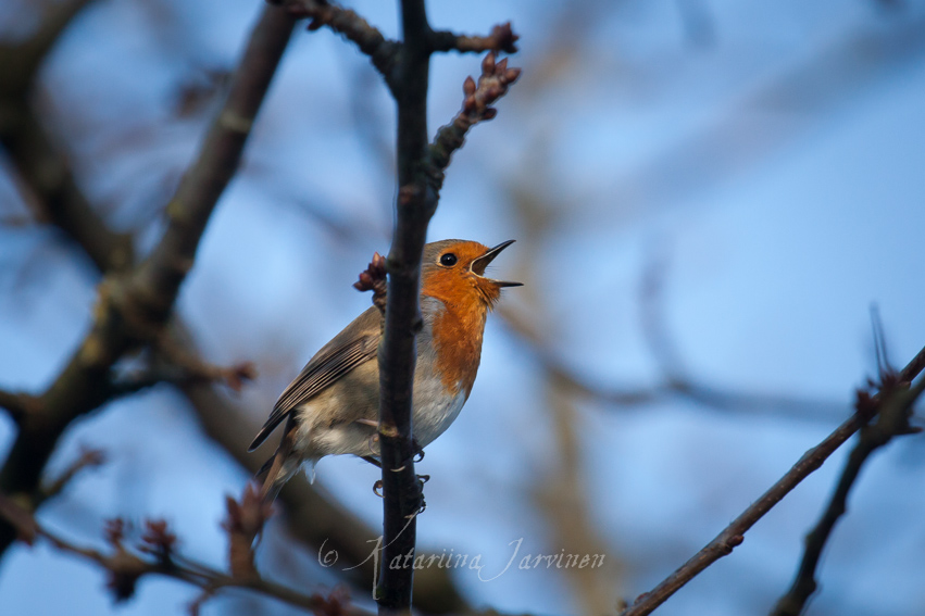 20130312163726-2 Erithacus rubecula - robin singing in a tree